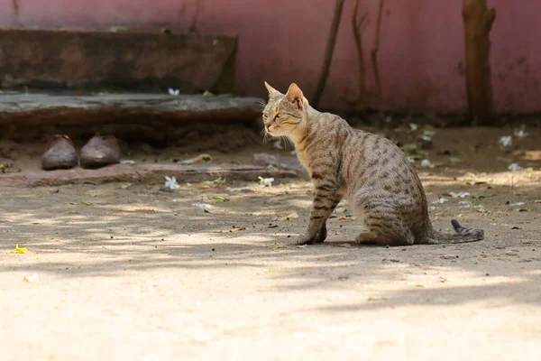 Foto Close Seekor Kucing Peliharaan Duduk Tanah Halaman Rumah — Stok Foto