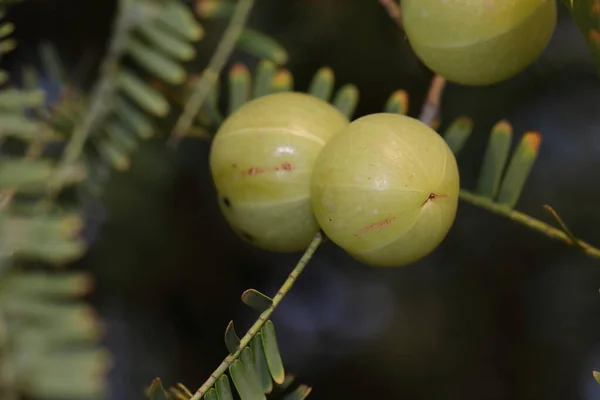 Closeup Planted Garden Fresh Green Fruit Gooseberry Gooseberry Tree Phyllanthus — Stockfoto