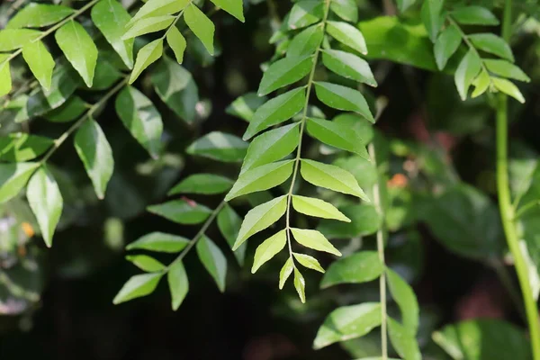 Tatlı Neem Yapraklarının Yakın Plan Fotoğrafı Curry Leaf — Stok fotoğraf