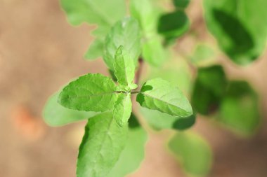 Bitkinin tepesinde yetişen fesleğen yeşili yaprakların yakın plan fotoğrafı.