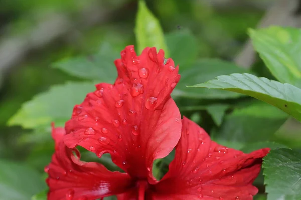 Close Macro Foto Gotas Chuva Uma Bela Flor Hibisco Vermelho — Fotografia de Stock