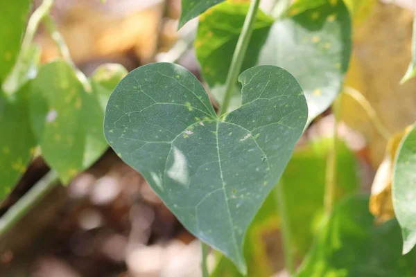 Close Photo Heart Shaped Green Colored Giloy Leaf Vine — Stock Photo, Image