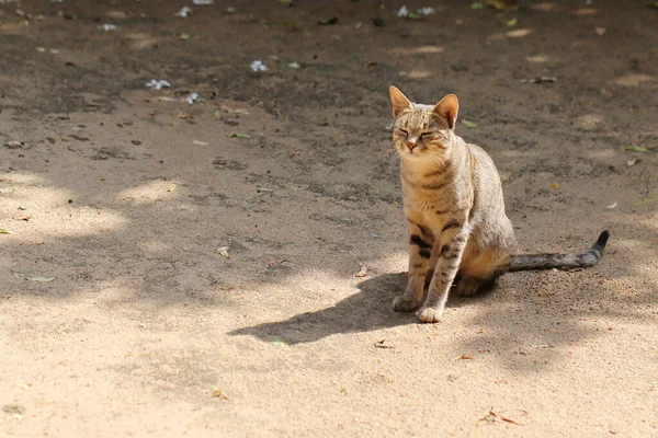 夏の日に日陰で休んでいる猫のクローズアップ写真 — ストック写真