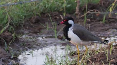 Yakın plan Tithari kuşunun (Kırmızı gerdanlı Lapwing (Vanellus Indicus) tarlada akan suyun yanında oturan görüntüsü