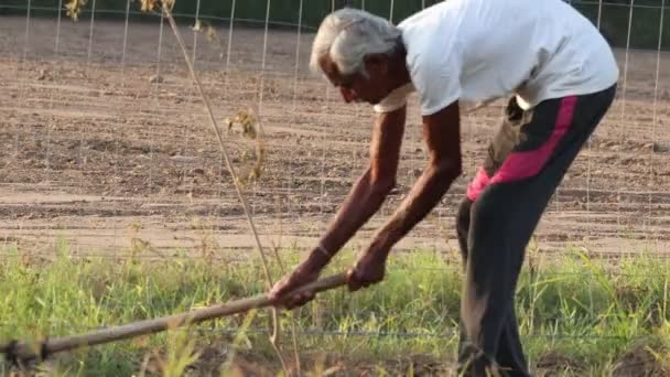 シャベルの助けを借りて畑を耕すインドの老人 — ストック動画