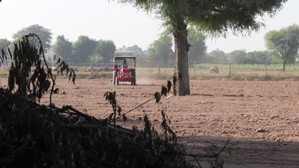 Pali Rajasthan Indie Října2021 Indický Farmář Orající Půdu Poli Pomocí — Stock video