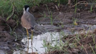 Kırmızı kanatlı bir kuş (Vanellus indisi, Sandpiper kuşu) tarlada yiyecek arıyor