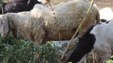 Koyun ve keçinin otladığı tarlada yapraklar ve çimenler var.