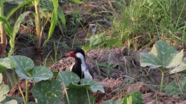 Kırmızı kanatlı bir kuş (Vanellus endeksleri, Sandpiper kuşu) yiyecek aramak için tarlada yürüyor