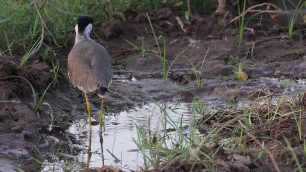 Pájaro Colibrí Vanellus Indexes Sandpiper Bird Buscando Comida Campo — Vídeo de stock