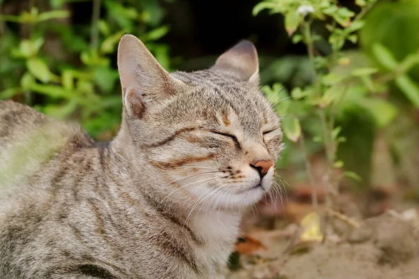 特写图片一只宠物猫 胖胖的 灰色的猫 紧闭双眼坐在花园里 — 图库照片