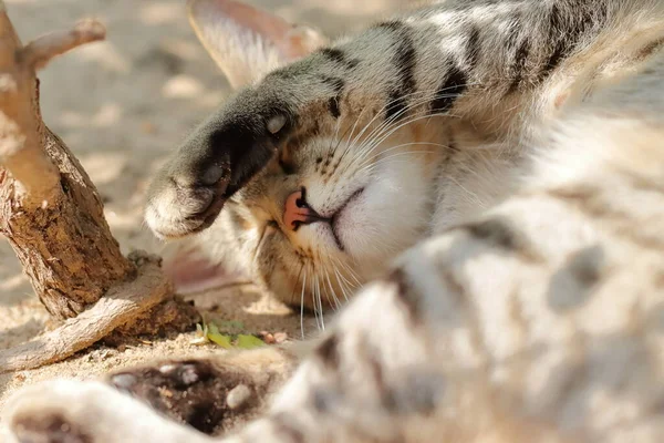 Foto Close Seekor Kucing Abu Abu Peliharaan Tabby Tidur Dengan — Stok Foto
