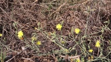 Bir arının yakın çekim görüntüleri uçarak sarı çiçeklerden balmumu ve bal toplar