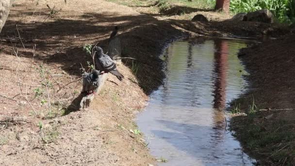 Крупным Планом Голуби Выходят Воды После Купания Текущей Воде Высушивают — стоковое видео