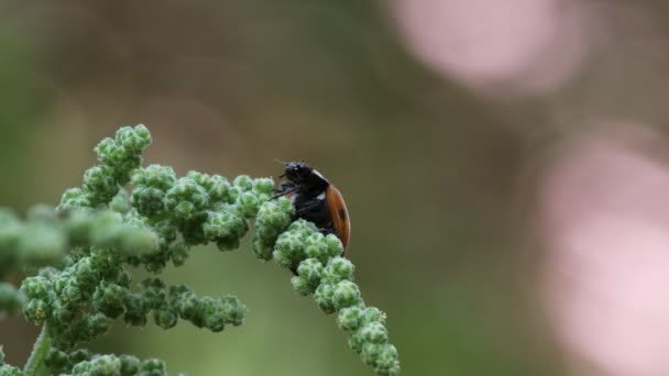 Close Beelden Van Een Lieveheersbeestje Dat Een Plant Rust — Stockvideo