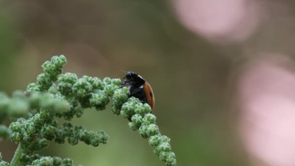 Közelkép egy katicabogár rovarról, amint egy növényen pihen.