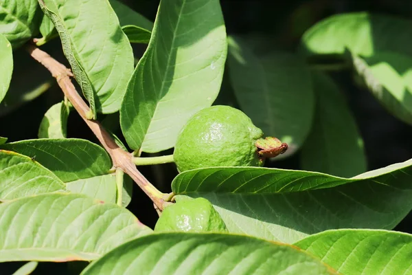 Nahaufnahme Einer Rohen Grünen Guaven Frucht Auf Dem Zweig Eines — Stockfoto