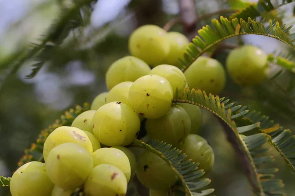 Amla bektaşi üzümünün taze yeşil meyvelerinin (Hint amla, phyllanthus emblica) bir ağaç dalında demet halinde yakın plan fotoğrafı.