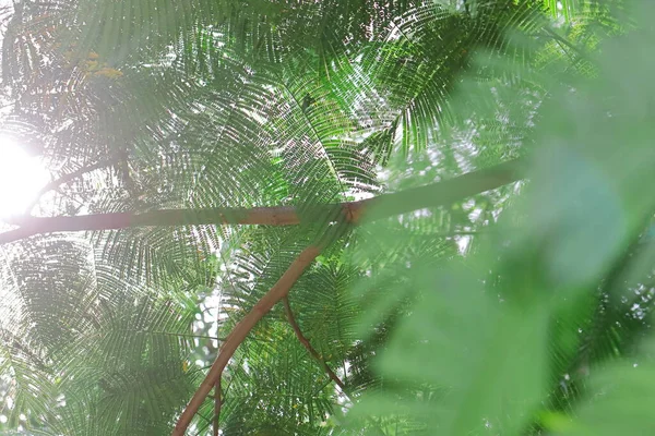 Detail Selektivní Ostření Pozadí Fotografie Zelených Listů Jasným Slunečním Světlem — Stock fotografie