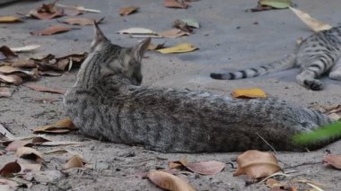 Tekir gri renkli kedinin yere düşüşünün yakın plan görüntüsü.
