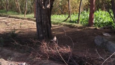 Dalda oturan küçük bir kuşun yakın çekim görüntüleri.