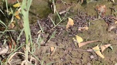 Arıların su içtiği geniş bir grubun yakın çekim görüntüleri.