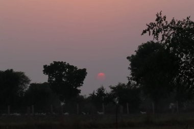 Hindistan, Rajasthan 'ın kırsal kesimindeki siluet ağaçlarının arkasından gün batımının manzara fotoğrafı