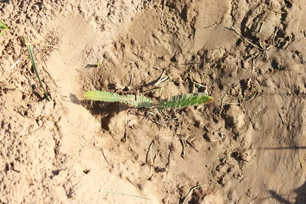 Foto Cerca Planta India Grosella Amla Que Crece Jardín — Foto de Stock