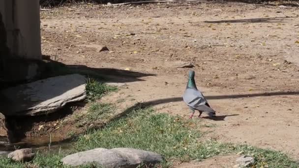 一只口渴的鸽子喝水然后飞走的特写镜头 — 图库视频影像