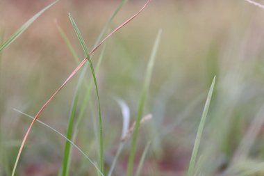 Seçici odak arkaplanlı yeşil yaprak çimen arkaplanının yakın plan fotoğrafı
