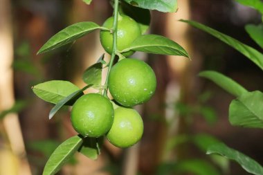 Bir ağaç dalından sarkan büyük bir demet yeşil limon meyvesinin yakın çekimi.