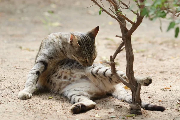 Close Photo Tabby Cat Lying Ground Cleaning Hair Its Tongue — Stock Photo, Image