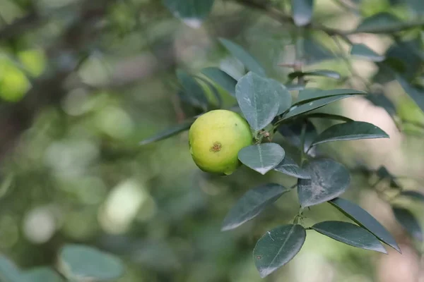 Foto Primo Piano Frutta Gialla Ramo Limone Giardino — Foto Stock