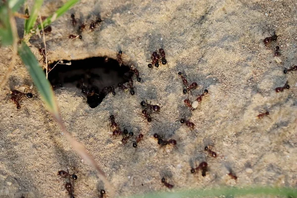 개미의 곡물을 개미집으로 나르는 개미의 — 스톡 사진
