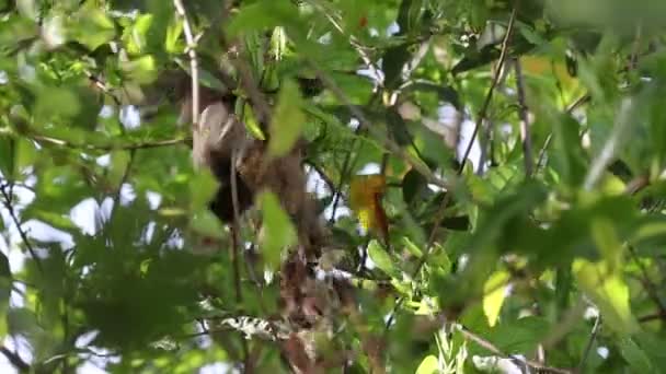 Images Gros Plan Sunbirds Sunbird Pourpre Purple Sunbird Rampant Nichant — Video