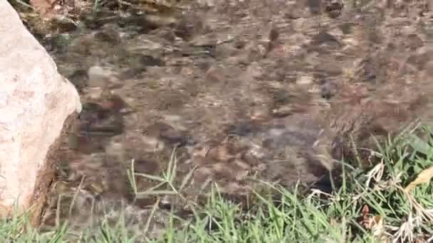 Imágenes Cerca Del Agua Riego Limpia Que Fluye Hacia Desagüe — Vídeo de stock