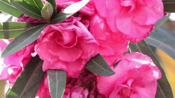 Close Footage Pink Oleander Kaner Flowers Bloom Garden — Stock Video