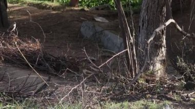  Dalların üzerinde oturan küçük kuşların yakın çekim görüntüleri.