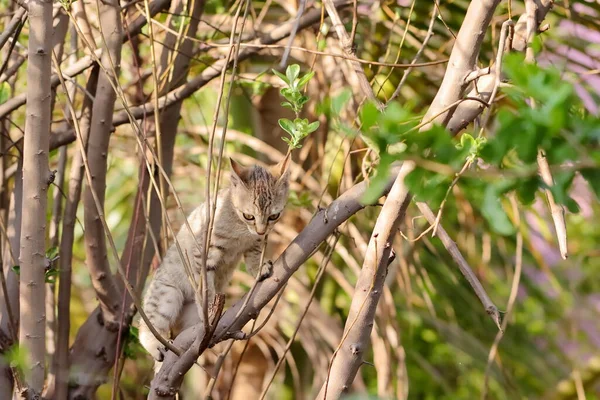 Close Foto Gatinho Subindo Galho Árvore Floresta — Fotografia de Stock