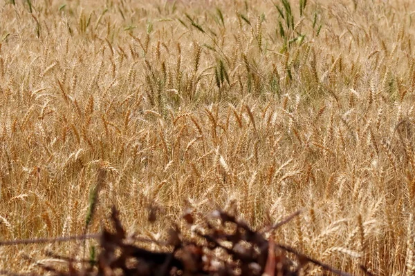 Крупним Планом Фото Золотий Урожай Стиглої Пшениці Полі — стокове фото