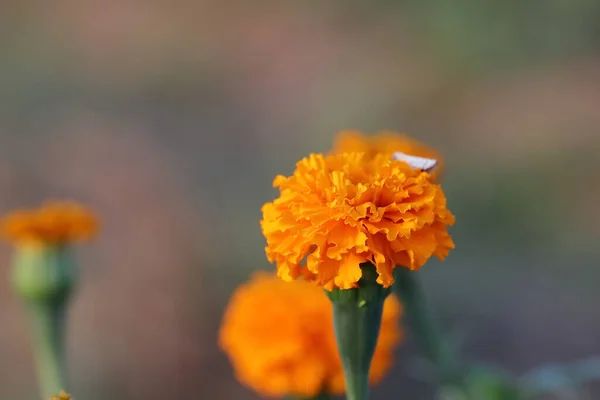 Close Photo Yellow Marigold Flower Blooming Garden Defocused Background — ストック写真
