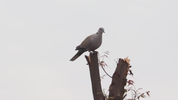 Close Footage Indian White Pigeon Collared Dove Bird Sitting Tree — Stock Video