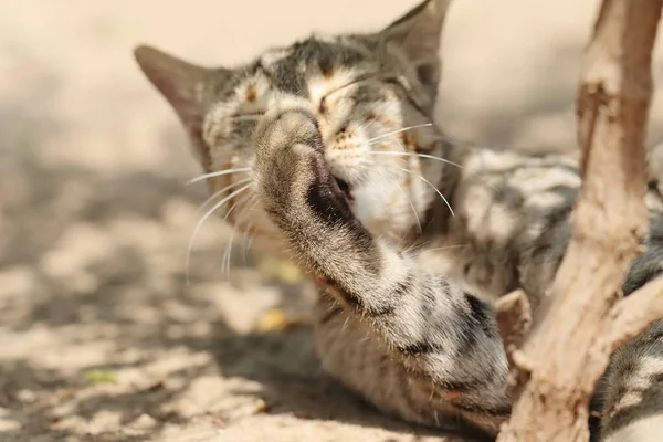 Foto Close Gato Limpando Unhas Dos Pés Enquanto Deitado — Fotografia de Stock