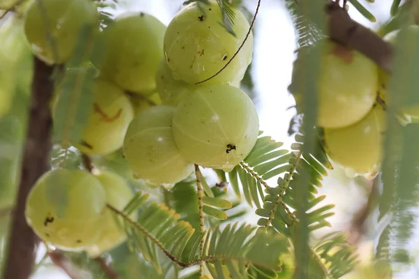 Detailní Fotografie Zeleného Čerstvého Indického Angreštu Amla Ovoce Angrešt — Stock fotografie