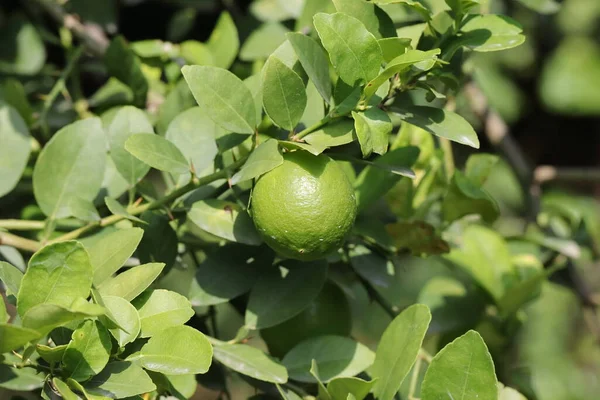 Nahaufnahme Von Regentropfen Auf Grüne Rohe Zitrone Garten — Stockfoto