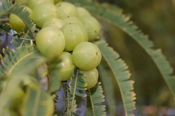 Nahaufnahme Von Grünen Frischen Indischen Stachelbeeren Amla Die Stachelbeerbaum Hängen — Stockfoto