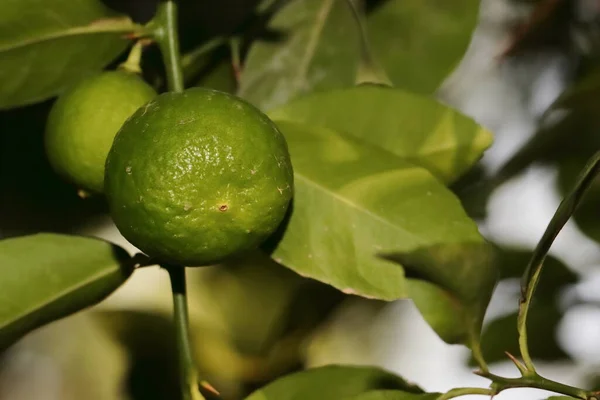 Nahaufnahme Von Grünen Lind Oder Orangefarbenen Früchten Die Auf Ästen — Stockfoto