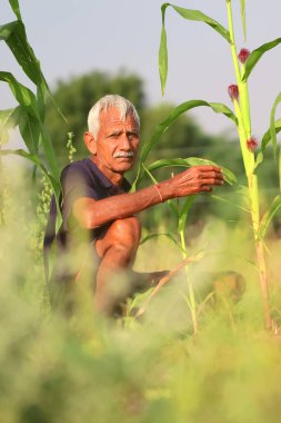 Hindistan 'da seçici odaklı arka planda bir mısır tarlasında kameraya bakan Hintli kıdemli bir çiftçinin yakın plan fotoğrafı.