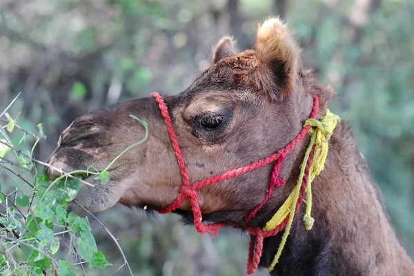 Фото Верблюда Поїдає Зелене Листя Полі Індія — стокове фото