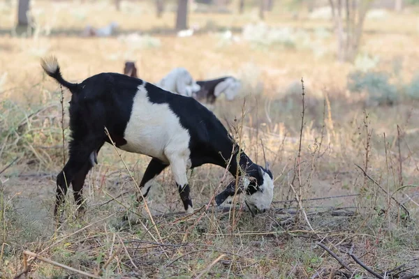 Close Photo White Black Color Goat Grazing Grass India — Stock Photo, Image
